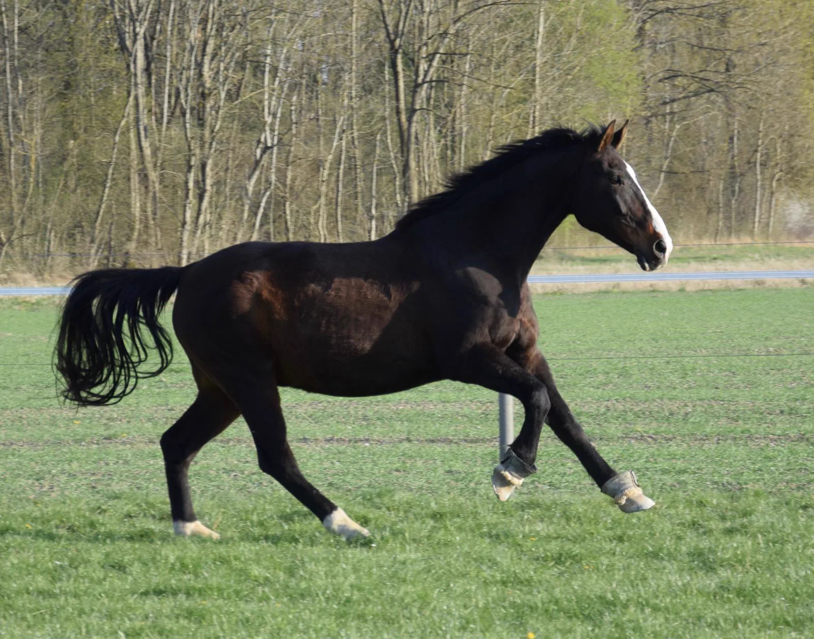 Pferde auf einer Reitanlage