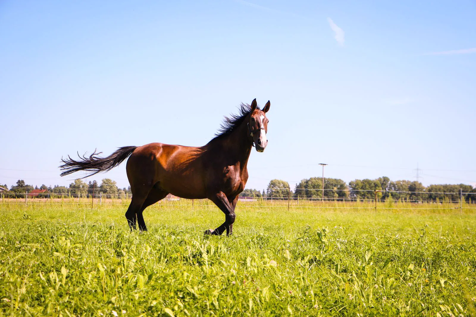 Pferd als Motiv für einen Beitrag zum Pferdekaufrecht